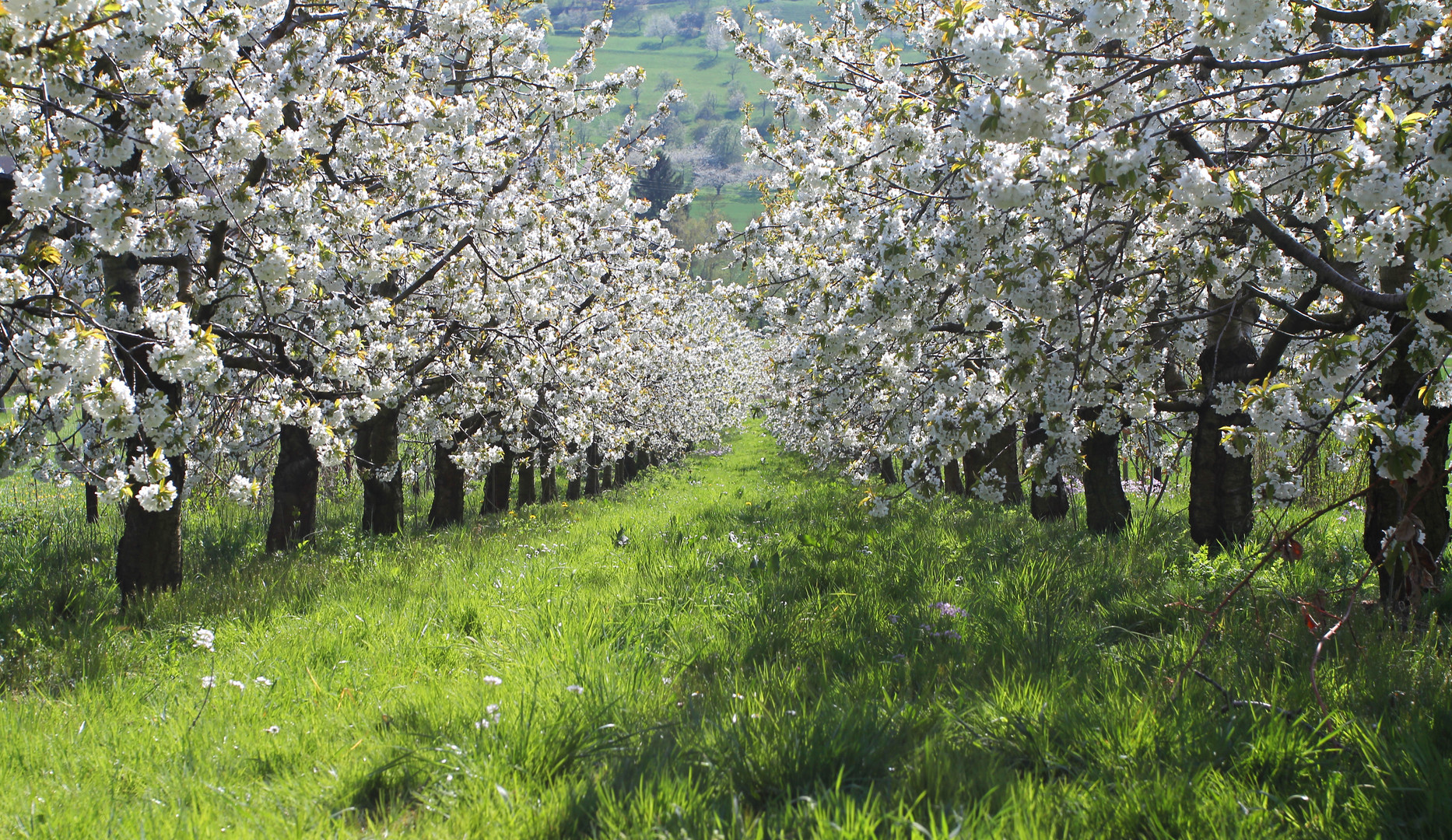 Kirschblüte...