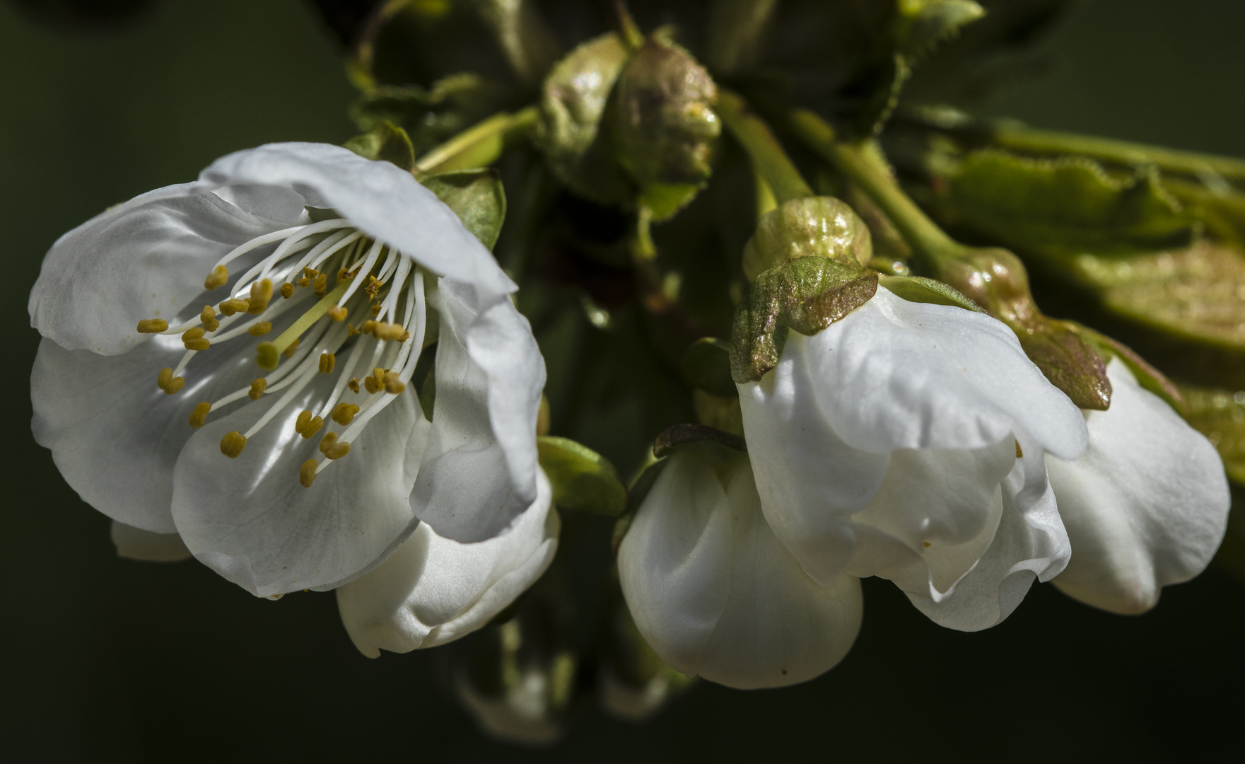 Kirschblüte 