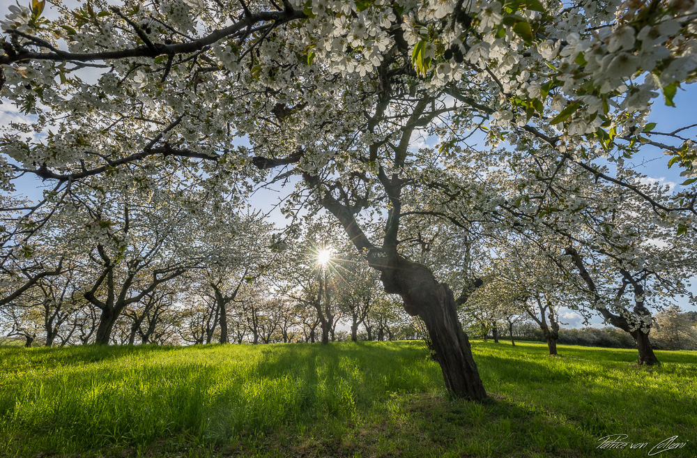 Kirschblüte