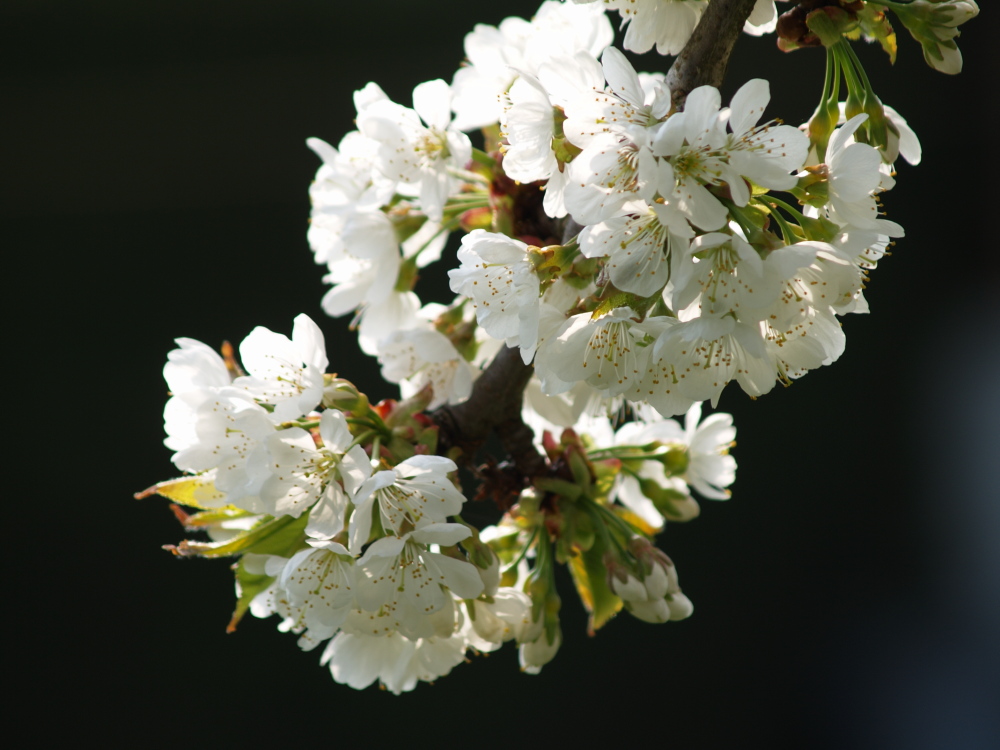 Kirschblüte