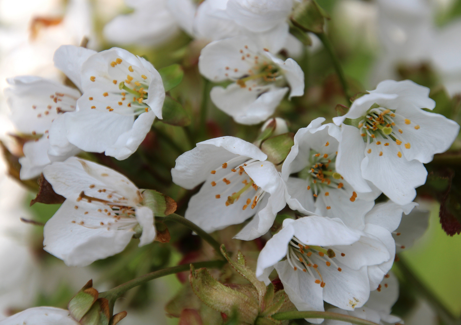 Kirschblüte ... 