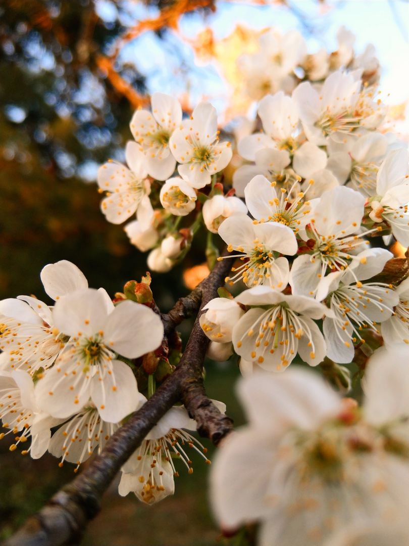 Kirschblüte