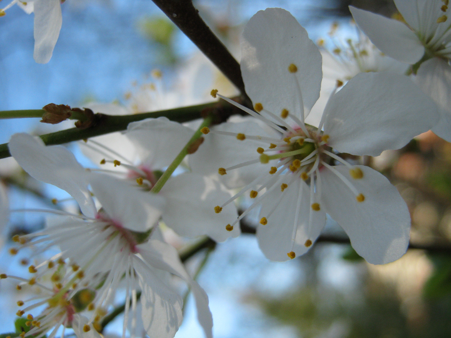 Kirschblüte