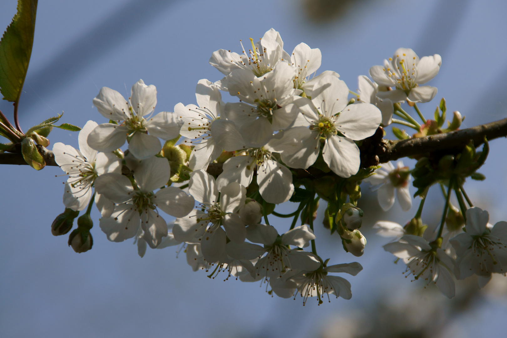 Kirschblüte