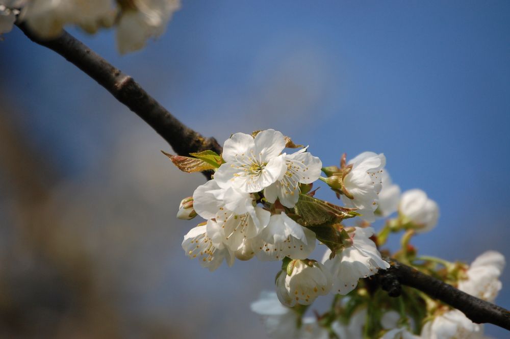 Kirschblüte von peebee7 