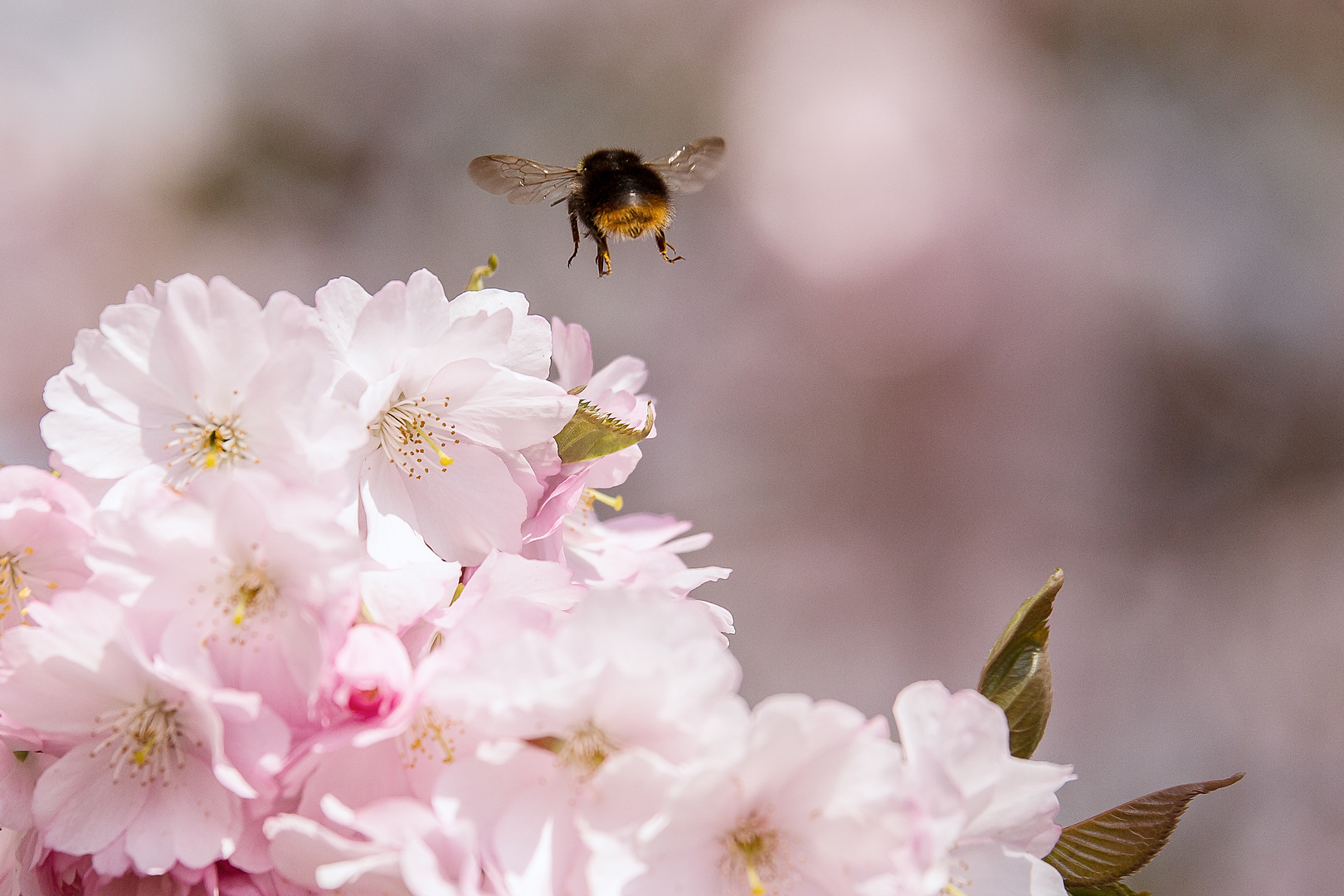 Kirschblüte