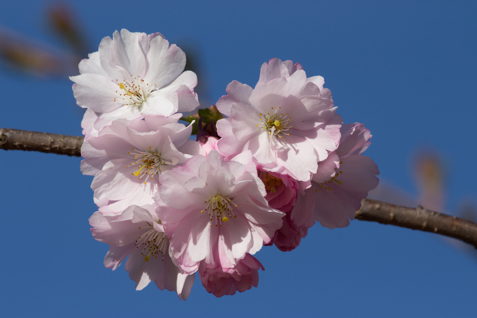 Kirschblüte