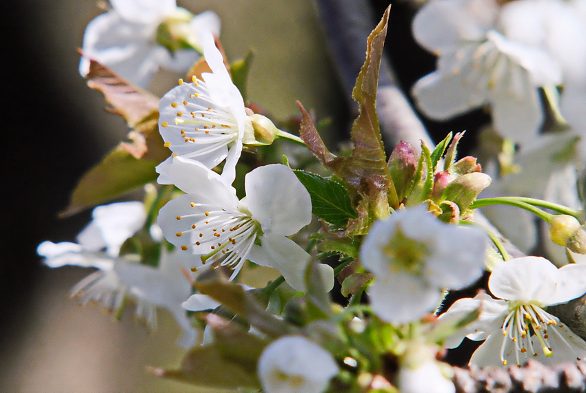 Kirschblüte