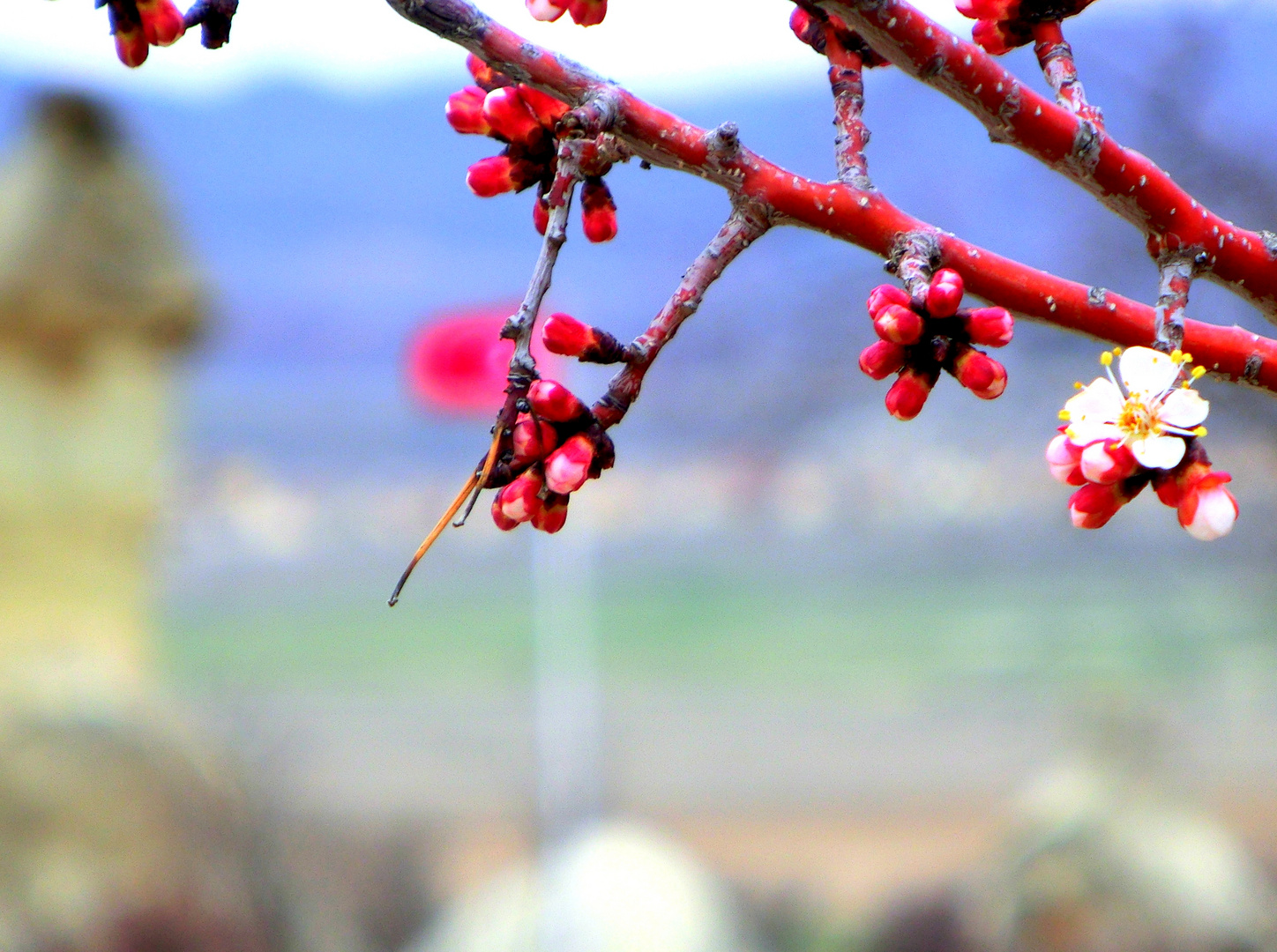 Kirschblüte