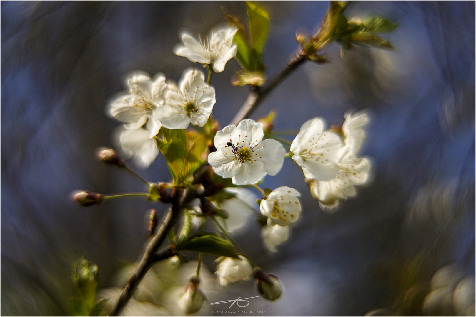 Kirschblüte