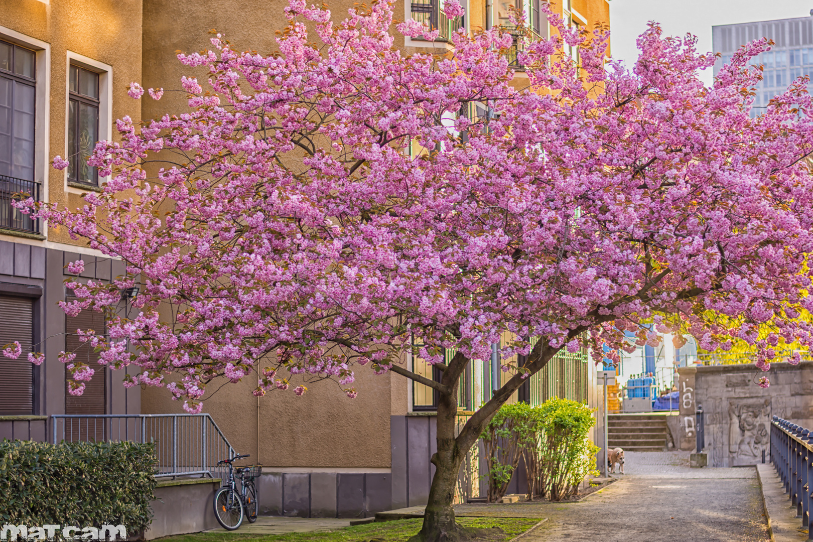 Kirschblüte