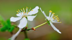 Kirschblüte