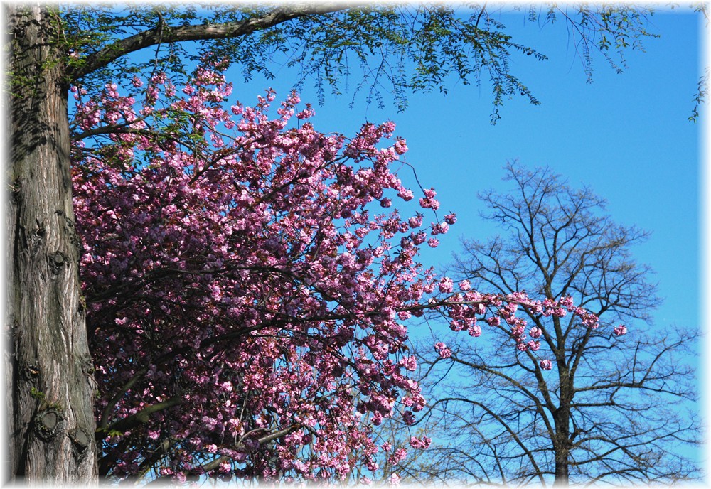 Kirschblüte