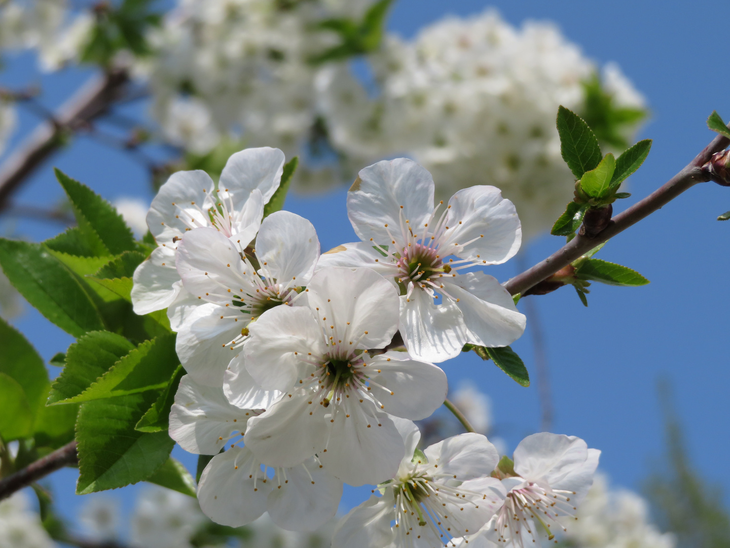 Kirschblüte