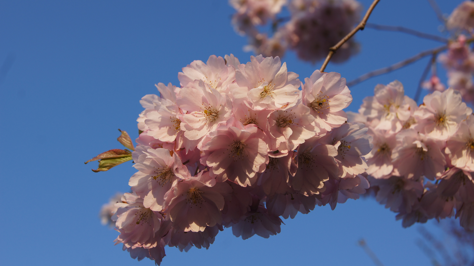 Kirschblüte