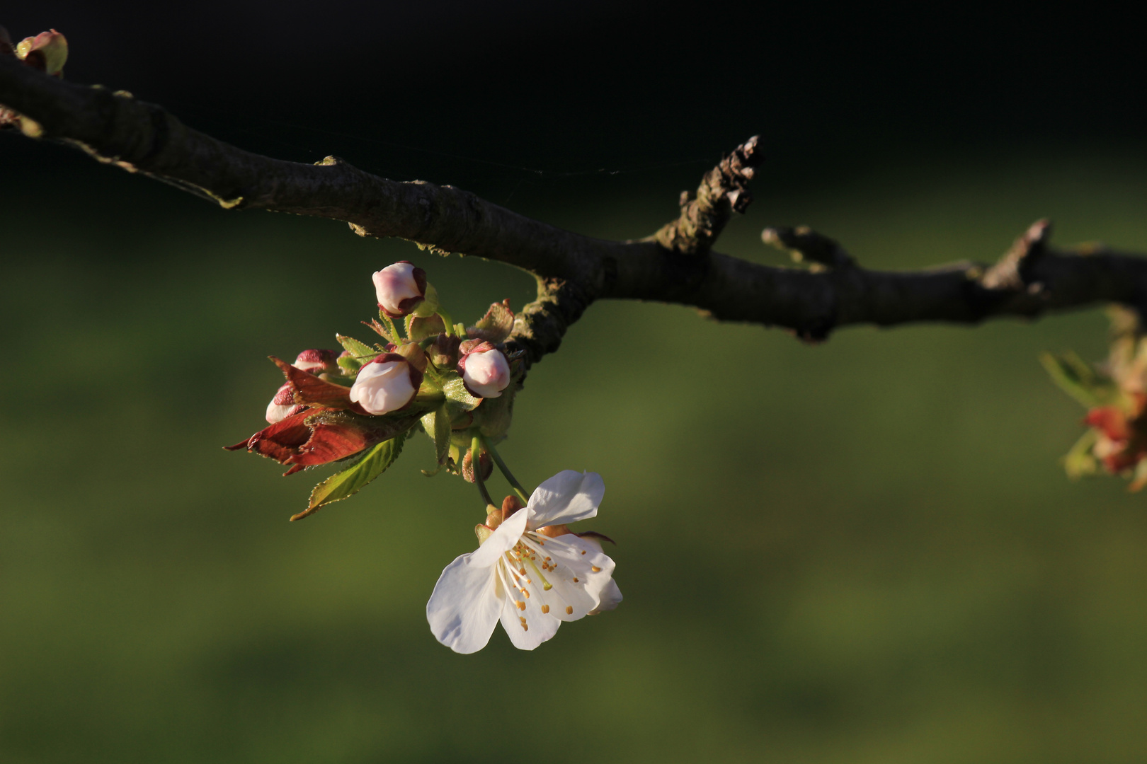 Kirschblüte