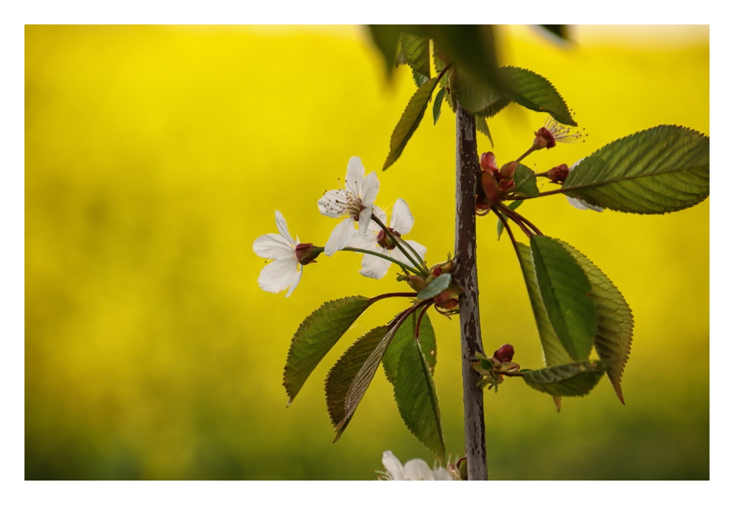 Kirschblüte 3