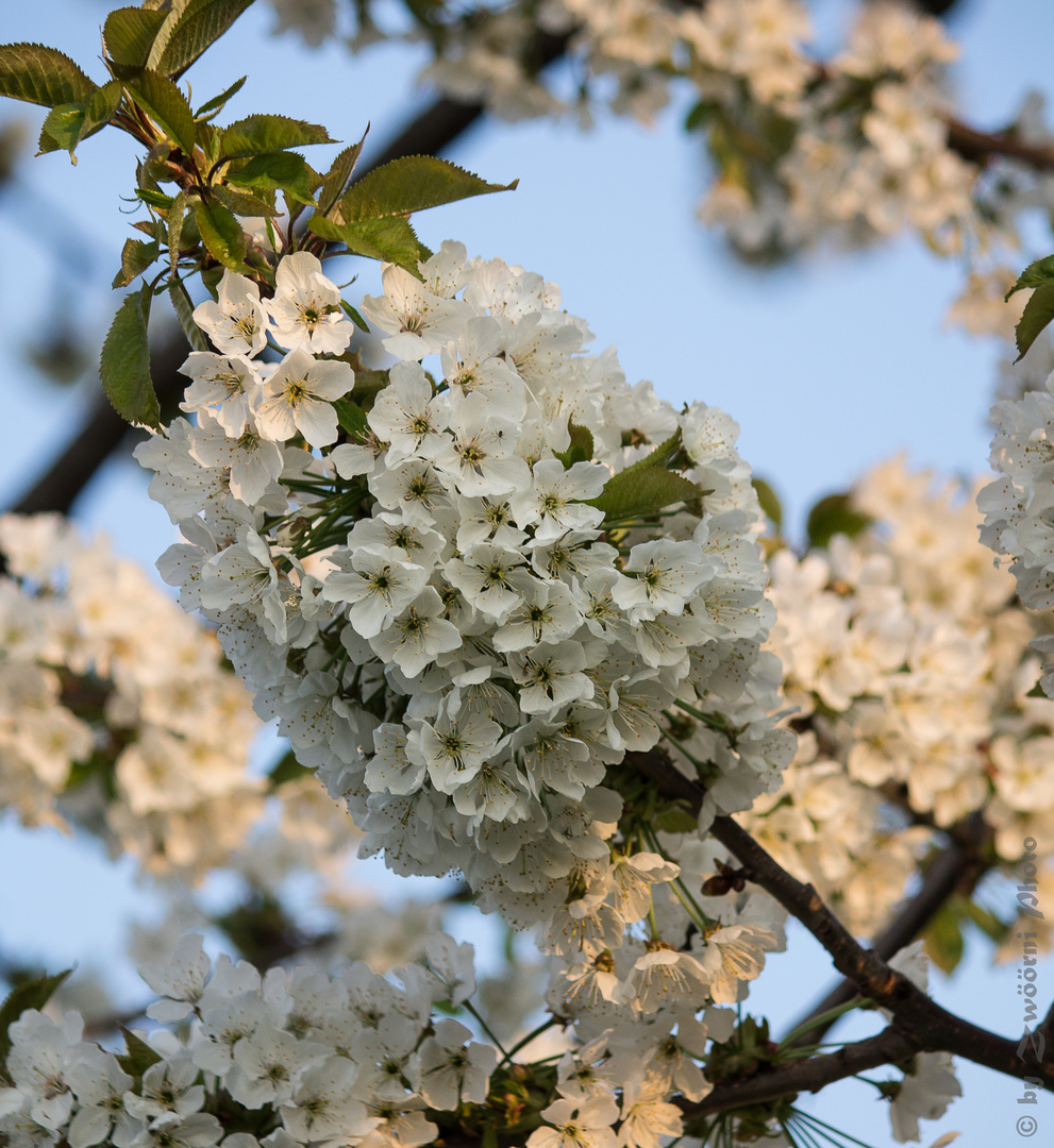 Kirschblüte 3