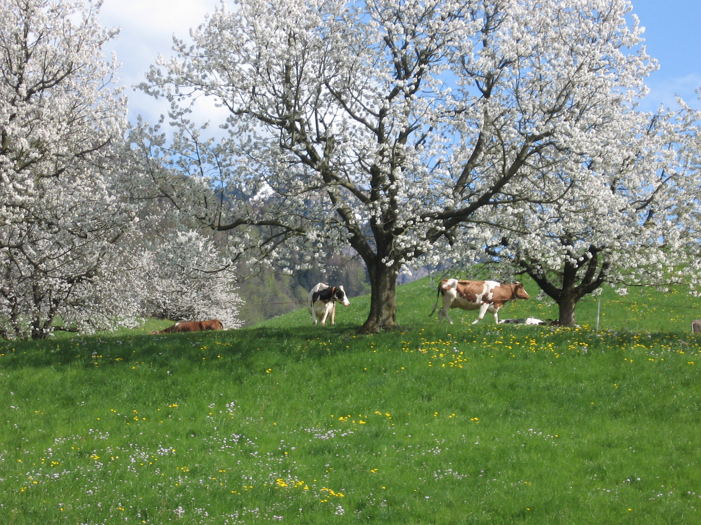 Kirschblüte 3 mit Kühen