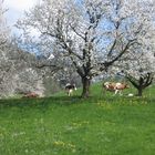 Kirschblüte 3 mit Kühen