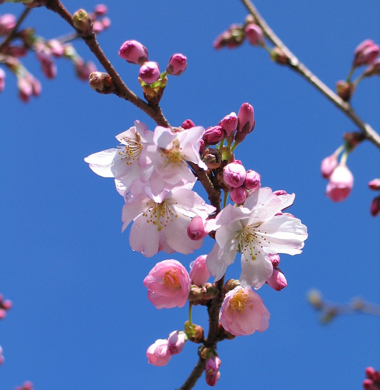 Kirschblüte