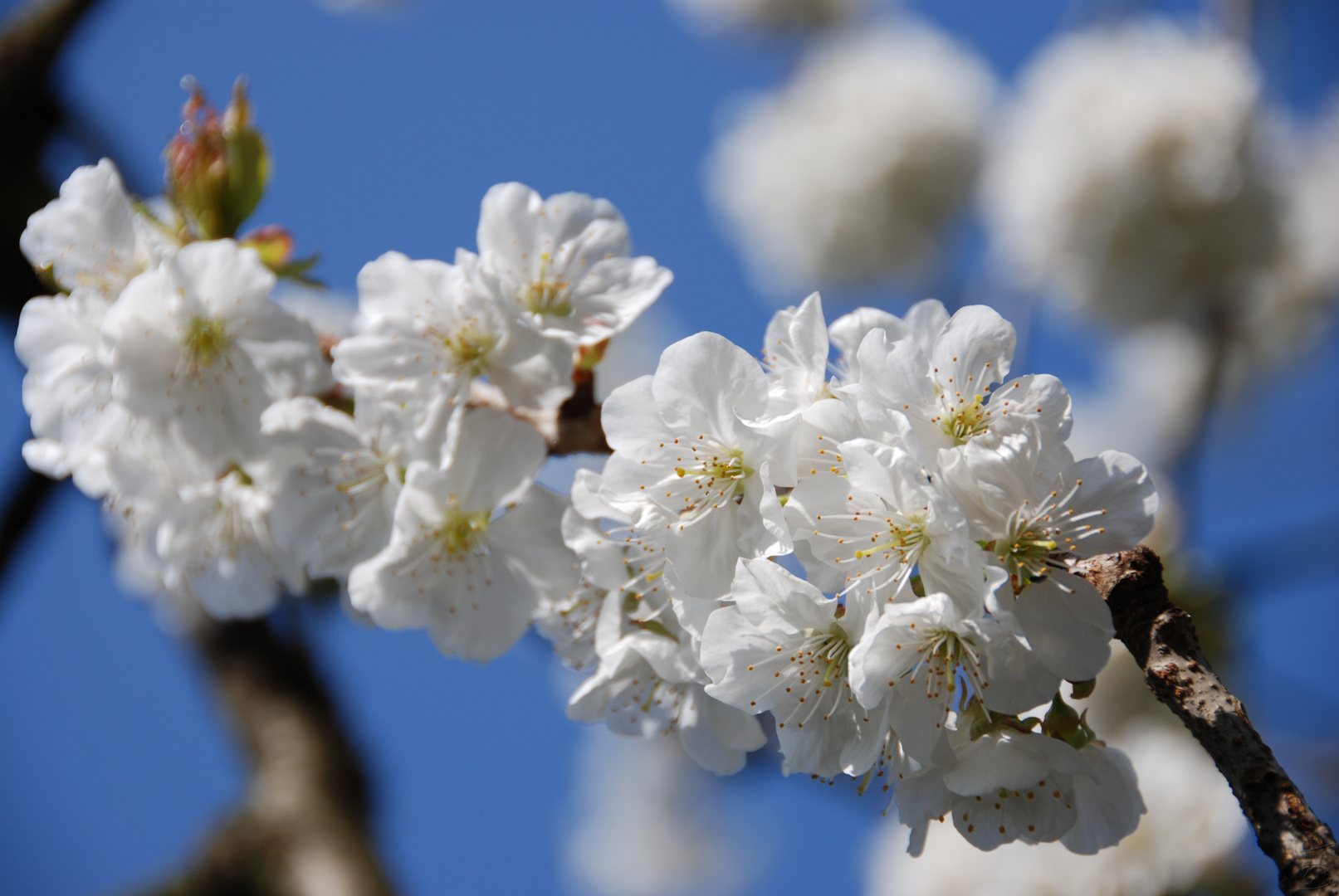 Kirschblüte