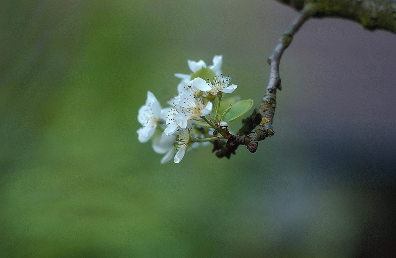 Kirschblüte