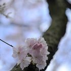Kirschblüte_