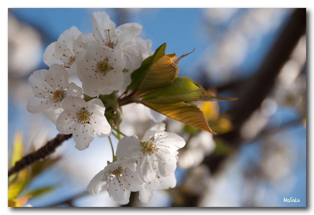 Kirschblüte