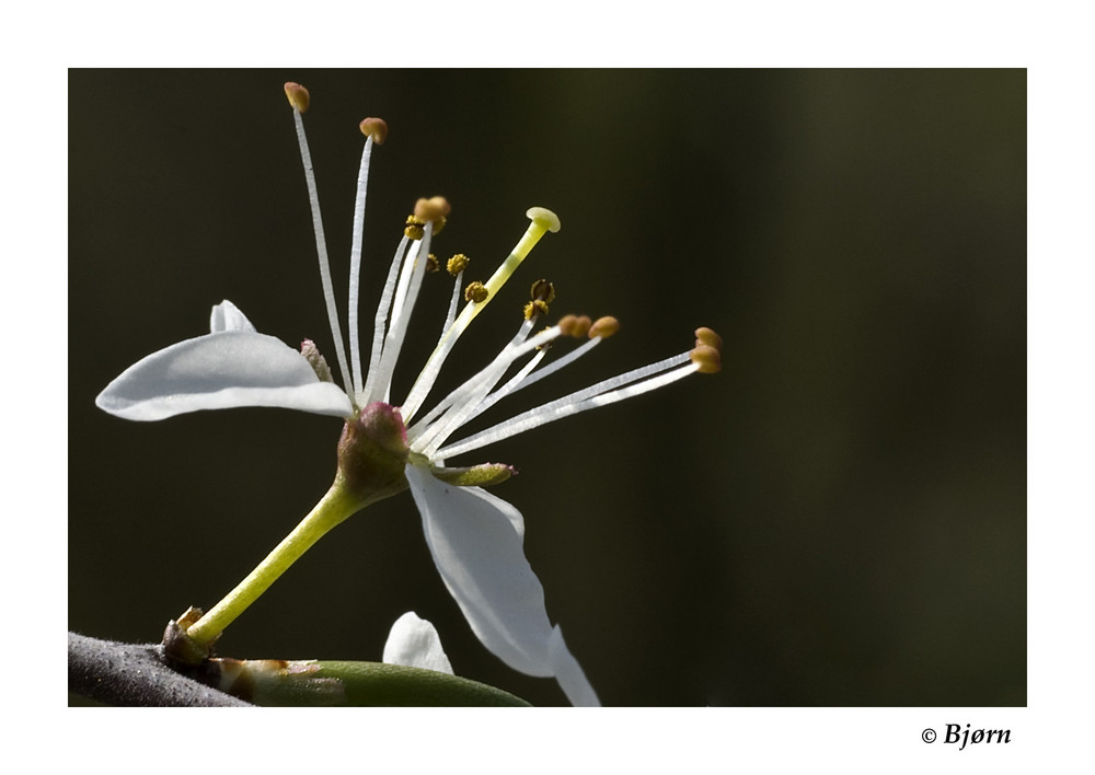 Kirschblüte