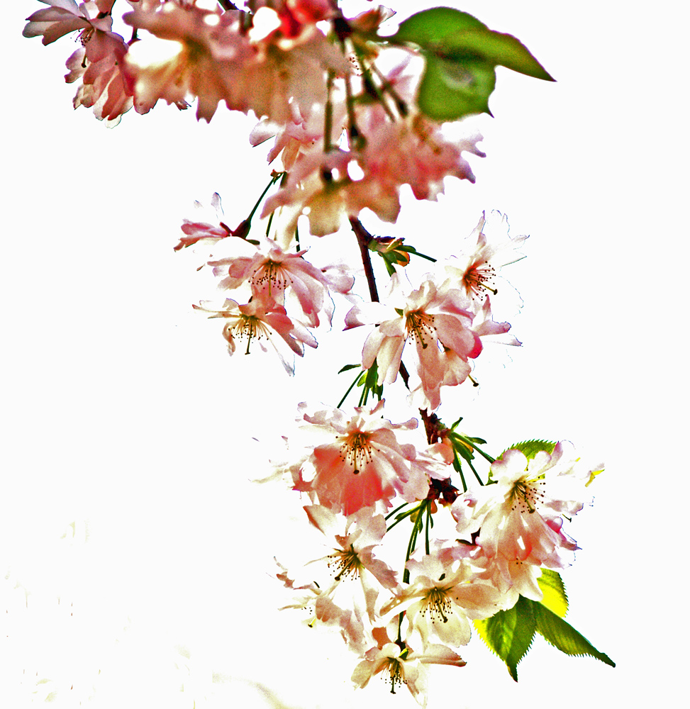 Kirschblüte