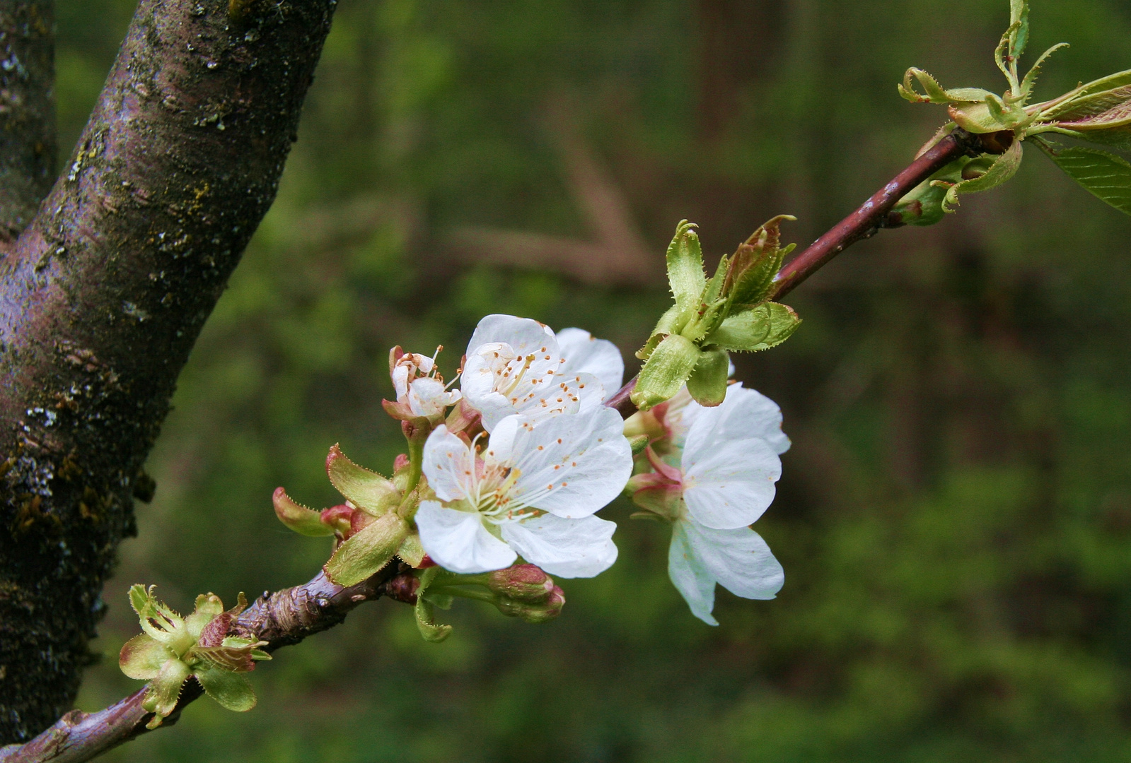 Kirschblüte