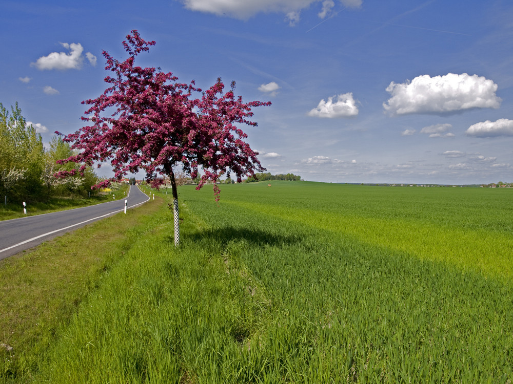 Kirschblüte