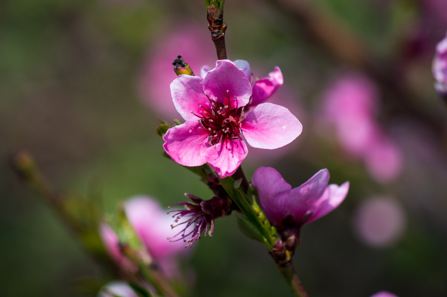 Kirschblüte