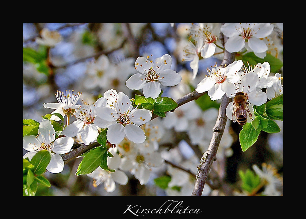 Kirschblüte