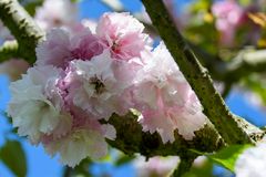 Kirschblüte