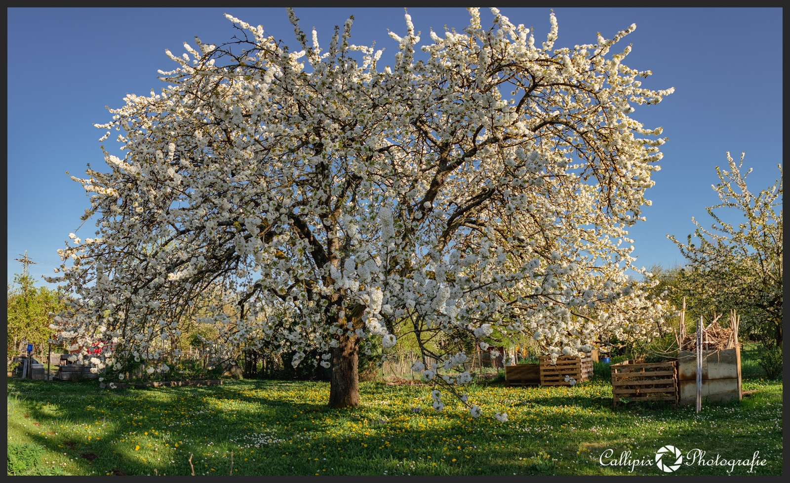 Kirschblüte