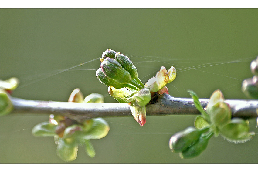 Kirschblüte