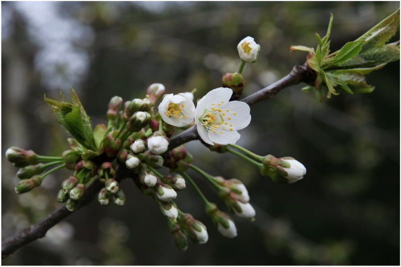 Kirschblüte