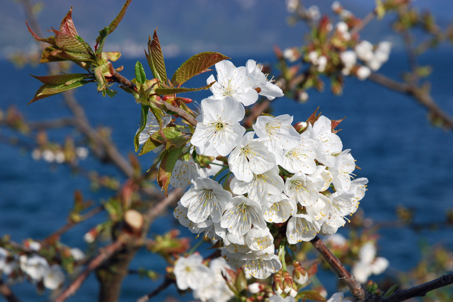 Kirschblüte