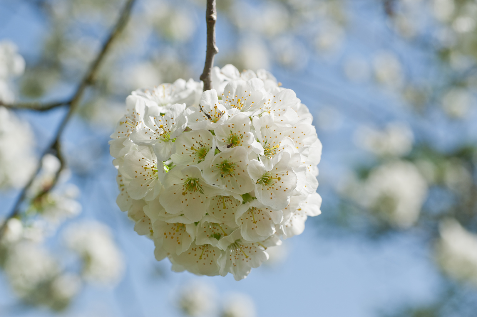 Kirschblüte