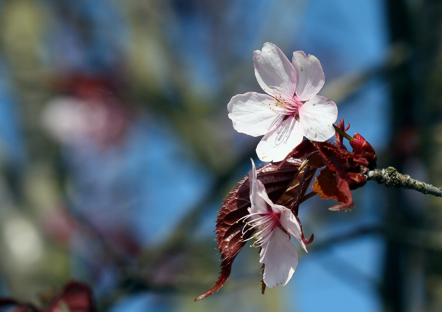 Kirschblüte