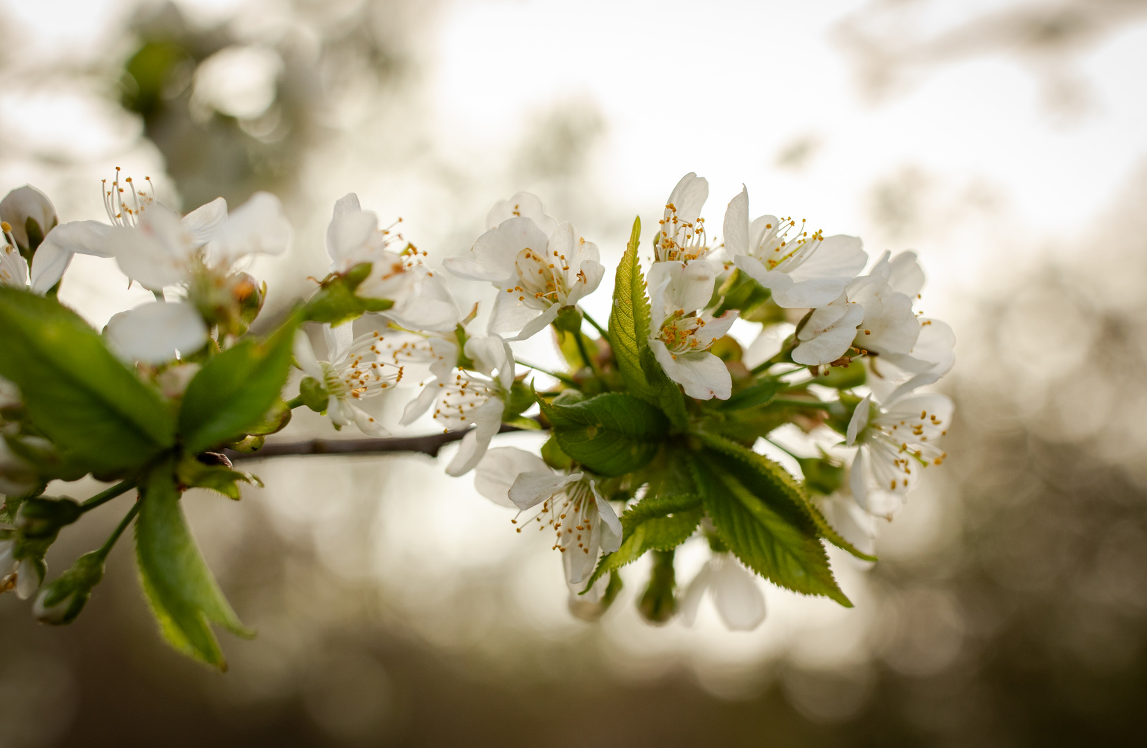 Kirschblüte