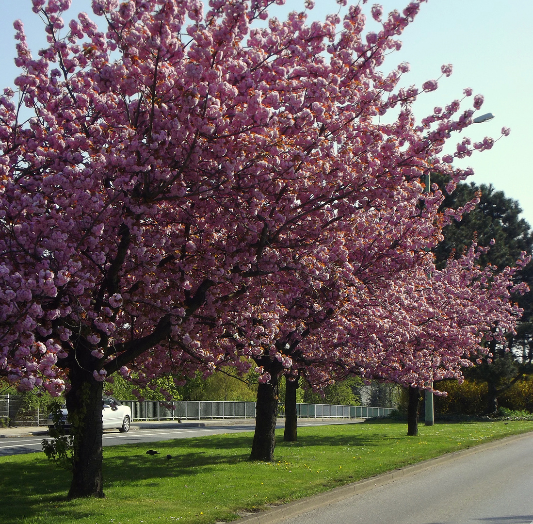 Kirschblüte