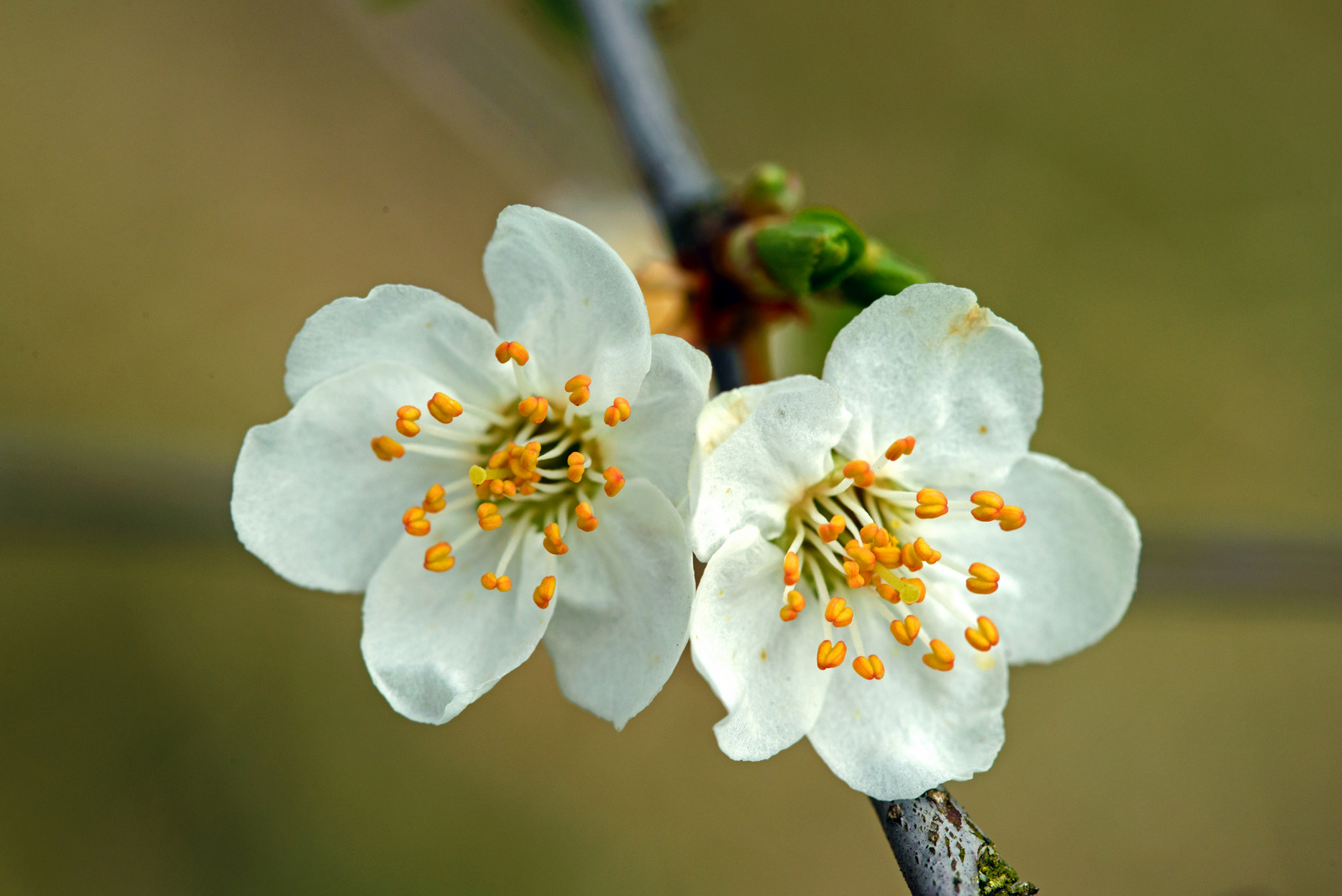 Kirschblüte.