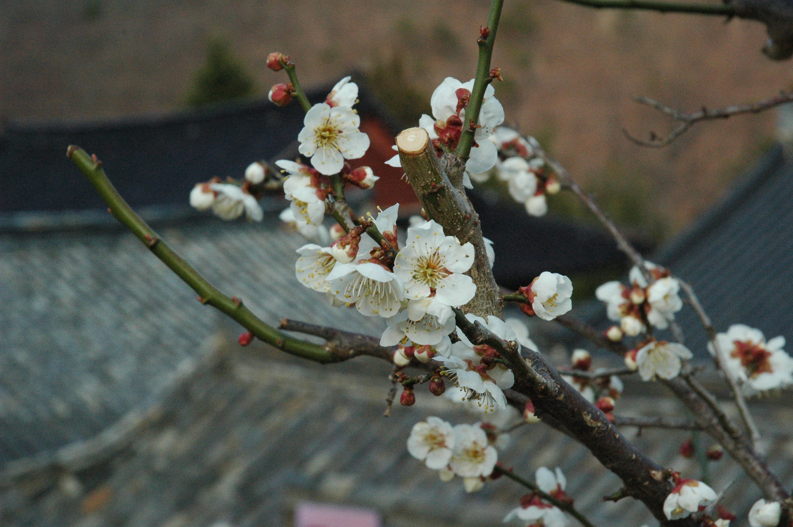 Kirschblüte