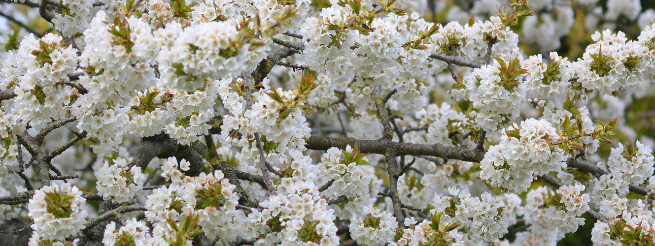 kirschblüte