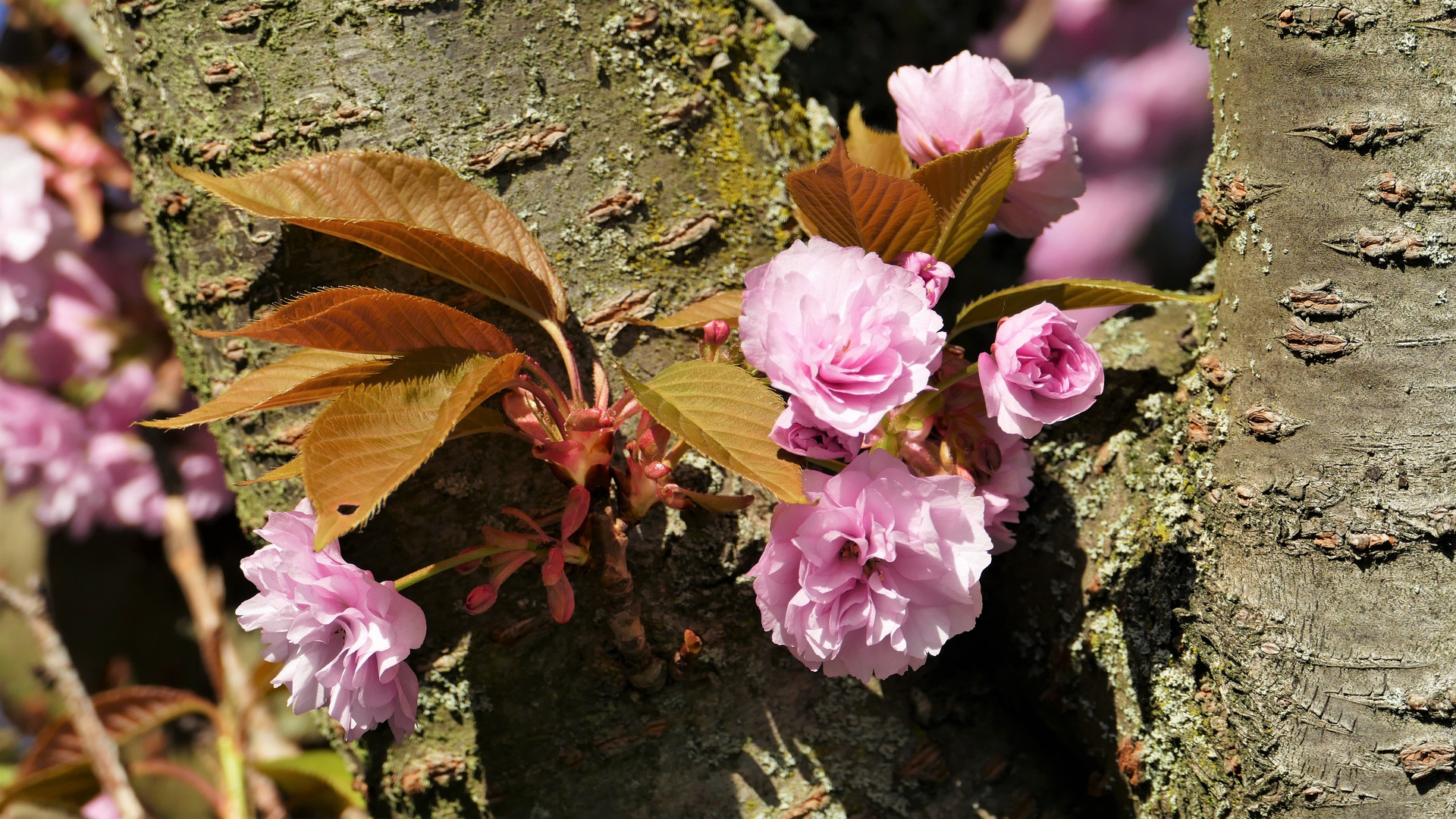 Kirschblüte