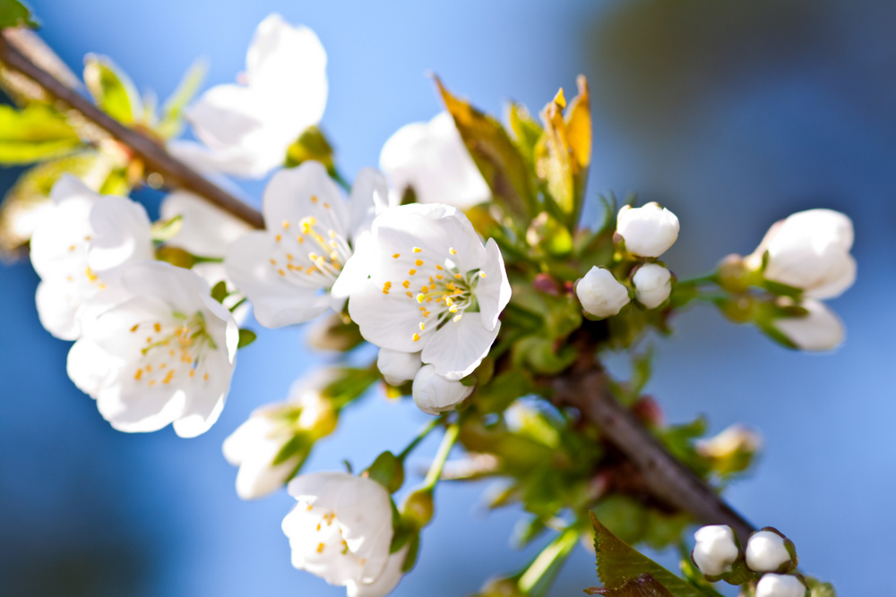 Kirschblüte