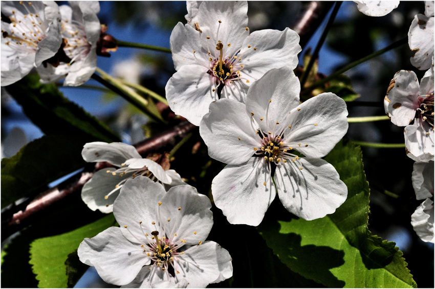 ....................:::::::::::::::::: Kirschblüte :::::::::::::::::........................